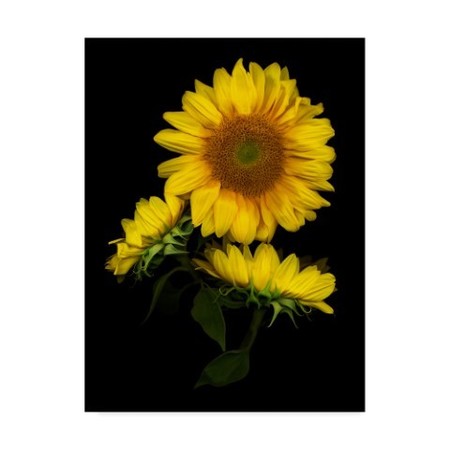 TRADEMARK FINE ART Susan S. Barmon 'Sunflower 3' Canvas Art, 18x24 ALI34461-C1824GG